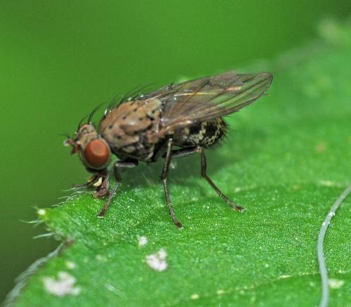 Réf. 330 612 : Notiphila sp.
